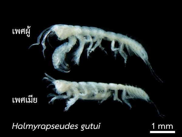 Представитель Семейства Parapseudidae